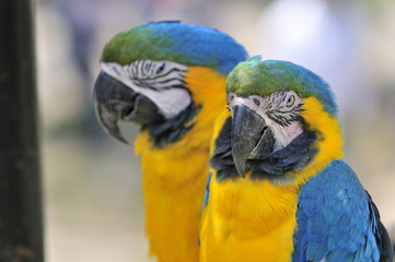ルリコンゴウインコ