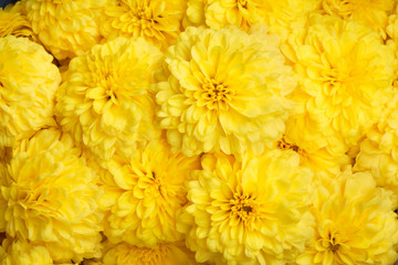 Yellow marigold