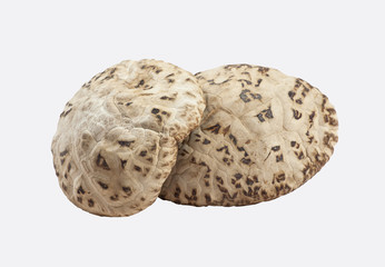 Shiitake Mushroom