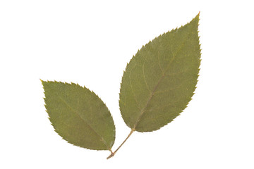 Fototapeta premium Green leaf