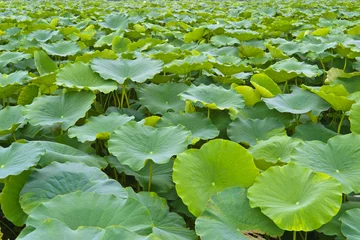 Photo sur Plexiglas fleur de lotus lotus leaf