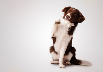 Junior brown border collie sitting and raising a paw - obrazy, fototapety, plakaty