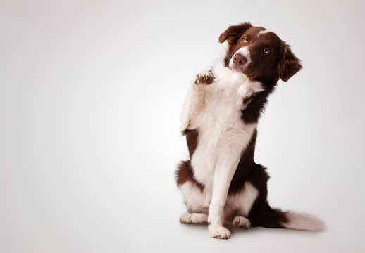 Junior brown border collie sitting and raising a paw