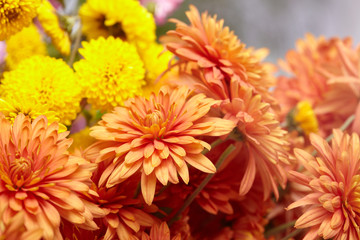 Obraz premium beautiful chrysanthemum