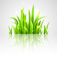 fresh green grass vector illustration