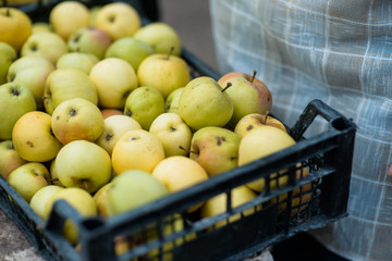 yellow apples