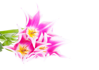 Fototapeta na wymiar Trzy różowe tulipany na białym tle. Z miejsca na tekst.