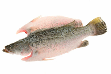 Sea Bass Ready For Cooking