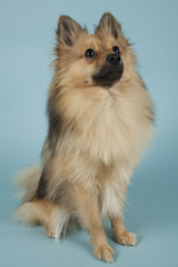 Obraz premium Mini spitz on colored background