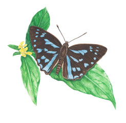 butterfly-blue brilliant