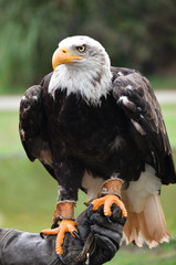 Closeup portrait of a bald eagle