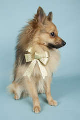 Mini spitz on colored background