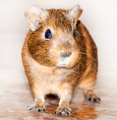 Brown guinea pig