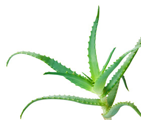 Green fresh aloe vera leaves