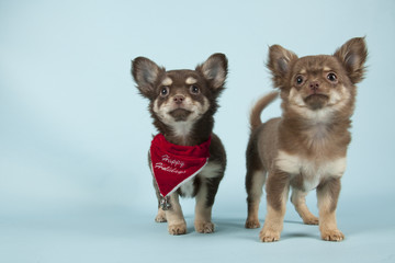 Fototapeta na wymiar Chihuahua pup on colored background