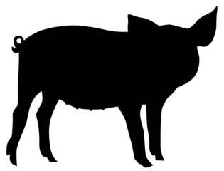 Schwein