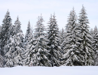 Beautiful winter forest