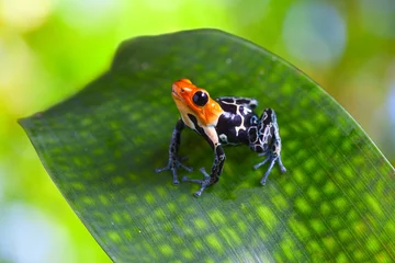 Photo sur Plexiglas Grenouille poison arrow frog