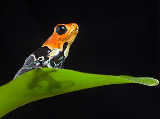 poison frog