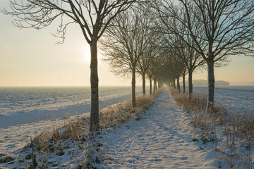 Row of trees in a snowy countryside at sunset