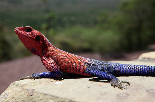 Blue and purple Agama lizard