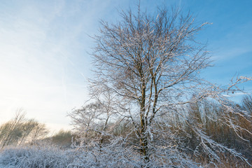 Snowy tree in sunlight