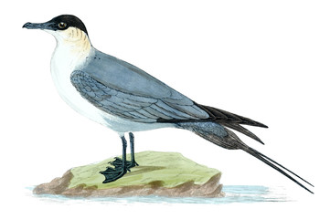 bird old illustration