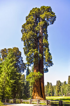 tall and big sequoias in beautiful sequoia national park