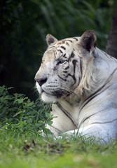 Fototapeta na wymiar Białe ziewa tygrysa. Safari - park. Bali. Indonezja