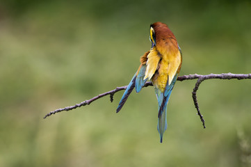 European bee-eater (Merops apiaster)