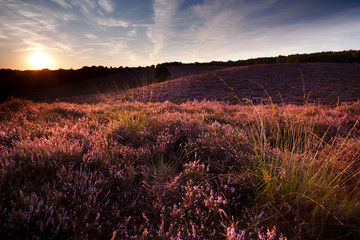 sunset on hill covered with heather