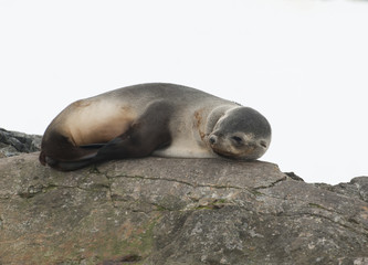 Female fur seals lying on rocks.