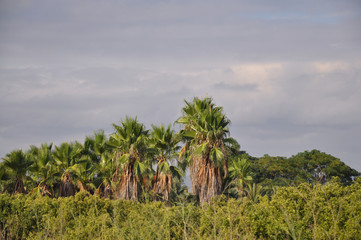 Rain clouds above the jungle