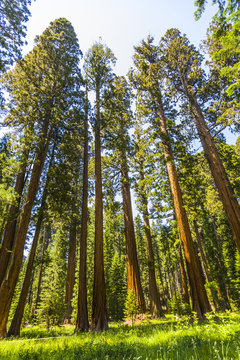 tall and big sequoias in beautiful sequoia national park