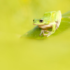 Frog with nice green background
