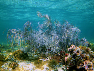 Sea plume soft coral in a shallow reef with water surface in background, Atlantic ocean, Bahamas islands