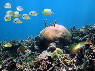 Tropical fish underwater on a coral reef, Caribbean sea