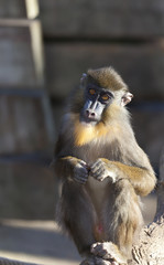 Fototapeta premium Mandrillus sphinx