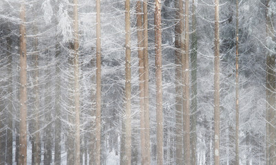 Cold winter forest