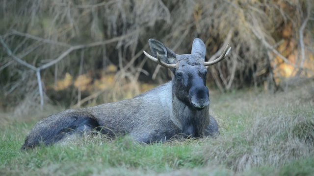 Elch, European elk, Alces alces