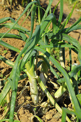 plantation of calcots, catalan sweet onions