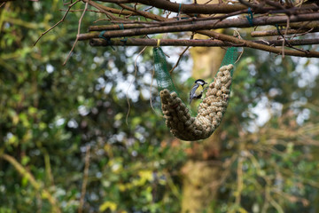 feeding the birds in garden
