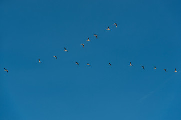 Flight gooses