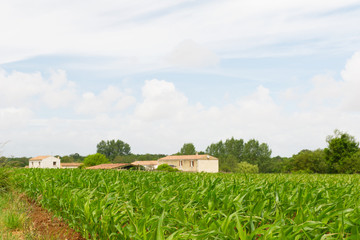 Fototapeta na wymiar Francuski krajobraz z polami kukurydzy