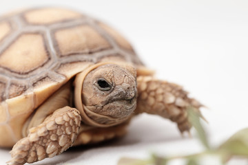 African Spurred Tortoise (Sulcata)