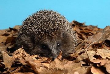 Igel im Herbstlaub
