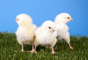 Drei Hühnerküken