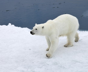 Obraz na płótnie Canvas Nied¼wied¼ polarny w środowisku naturalnym