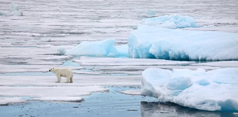 Fotobehang Polar bear in natural environment © Vladimir Melnik