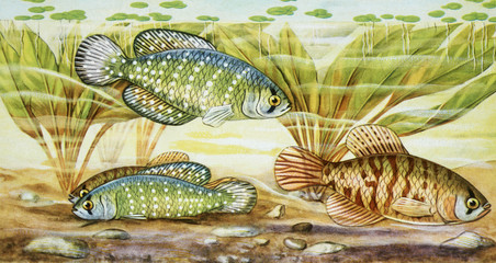 fish illustration
